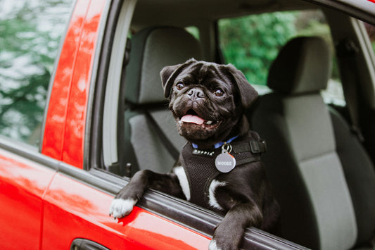 The Pet Owners Guide to a Clean Car